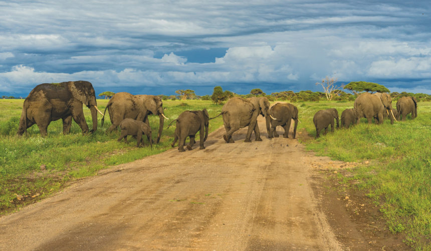 Mentorship and Elephants